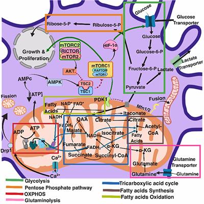 Virus Control of Cell Metabolism for Replication and Evasion of Host Immune Responses